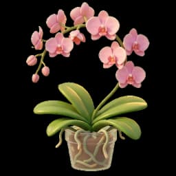 Orchidée