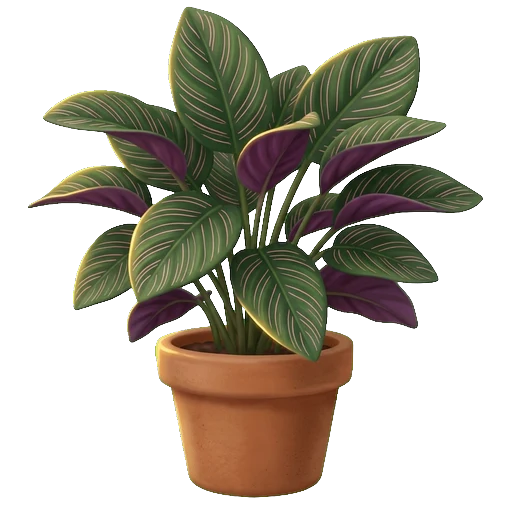 Le portrait de la calathea dans l'Herbier de la Pension, feuilles rayées et revers pourpres