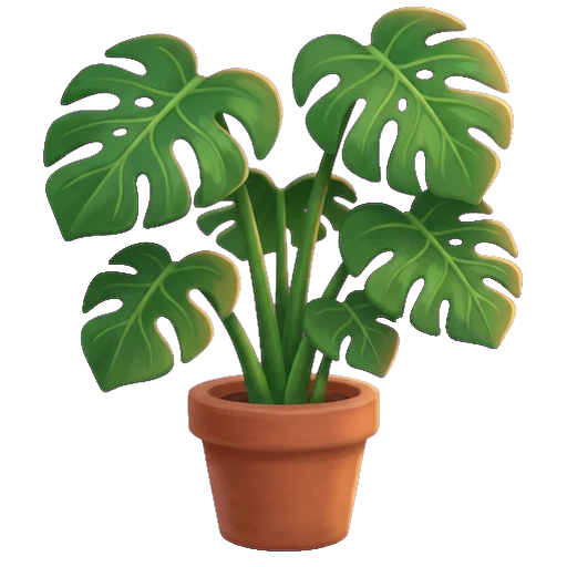 Grandes feuilles de monstera deliciosa, vernissées et vert profond, percées de fenêtres ovales et fendues jusqu'au bord, éclairées à contre-jour
