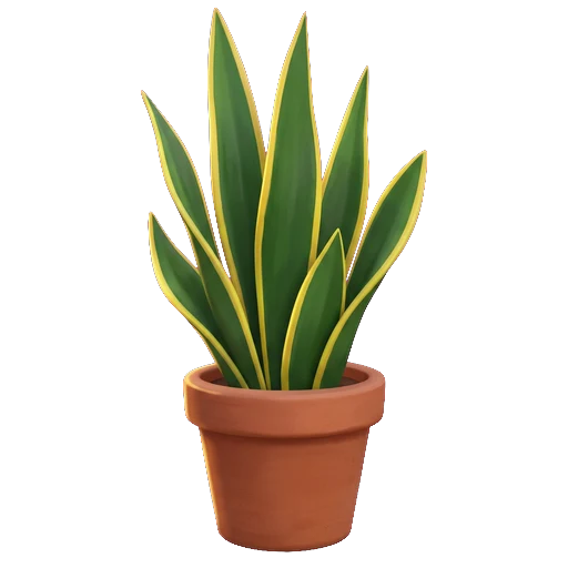 Portrait d'une sansevieria aux longues feuilles dressées et coriaces, championne des plantes qui préfèrent la sécheresse à l'excès d'eau